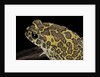 Bufo mauritanicus (berber toad) by Anonymous