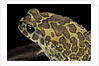 Bufo mauritanicus (berber toad) by Anonymous