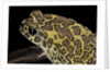 Bufo mauritanicus (berber toad) by Anonymous