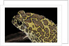 Bufo mauritanicus (berber toad) by Anonymous