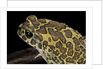 Bufo mauritanicus (berber toad) by Anonymous