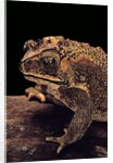 Duttaphrynus melanostictus (spectacled toad) by Anonymous