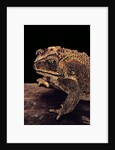 Duttaphrynus melanostictus (spectacled toad) by Anonymous