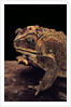 Duttaphrynus melanostictus (spectacled toad) by Anonymous