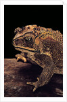 Duttaphrynus melanostictus (spectacled toad) by Anonymous