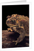 Duttaphrynus melanostictus (spectacled toad) by Anonymous