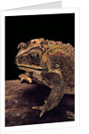 Duttaphrynus melanostictus (spectacled toad) by Anonymous