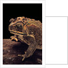 Duttaphrynus melanostictus (spectacled toad) by Anonymous