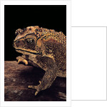 Duttaphrynus melanostictus (spectacled toad) by Anonymous