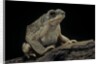 Anaxyrus punctatus (red-spotted toad) by Anonymous