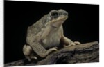 Anaxyrus punctatus (red-spotted toad) by Anonymous