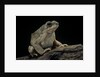 Anaxyrus punctatus (red-spotted toad) by Anonymous