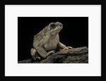 Anaxyrus punctatus (red-spotted toad) by Anonymous