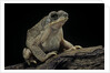 Anaxyrus punctatus (red-spotted toad) by Anonymous