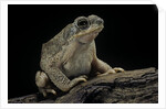 Anaxyrus punctatus (red-spotted toad) by Anonymous