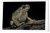 Anaxyrus punctatus (red-spotted toad) by Anonymous