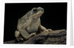 Anaxyrus punctatus (red-spotted toad) by Anonymous