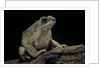 Anaxyrus punctatus (red-spotted toad) by Anonymous