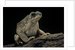 Anaxyrus punctatus (red-spotted toad) by Anonymous