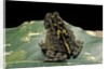 Bufo sp. by Anonymous
