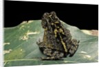Bufo sp. by Anonymous
