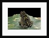 Bufo sp. by Anonymous