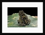 Bufo sp. by Anonymous
