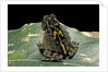 Bufo sp. by Anonymous