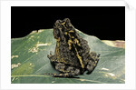 Bufo sp. by Anonymous