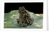 Bufo sp. by Anonymous