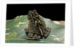 Bufo sp. by Anonymous