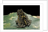 Bufo sp. by Anonymous