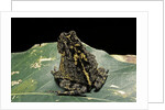 Bufo sp. by Anonymous