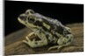 Rhinella spinulosa (warty toad) by Anonymous