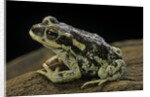 Rhinella spinulosa (warty toad) by Anonymous