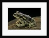Rhinella spinulosa (warty toad) by Anonymous