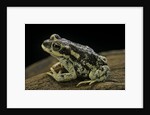 Rhinella spinulosa (warty toad) by Anonymous