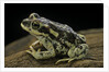 Rhinella spinulosa (warty toad) by Anonymous
