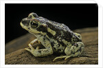 Rhinella spinulosa (warty toad) by Anonymous