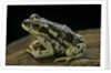 Rhinella spinulosa (warty toad) by Anonymous