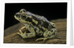 Rhinella spinulosa (warty toad) by Anonymous