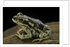 Rhinella spinulosa (warty toad) by Anonymous