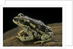 Rhinella spinulosa (warty toad) by Anonymous