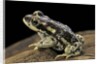 Rhinella spinulosa (warty toad) by Anonymous