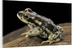 Rhinella spinulosa (warty toad) by Anonymous