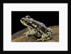 Rhinella spinulosa (warty toad) by Anonymous