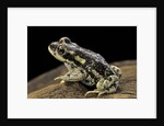 Rhinella spinulosa (warty toad) by Anonymous