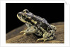 Rhinella spinulosa (warty toad) by Anonymous