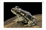 Rhinella spinulosa (warty toad) by Anonymous