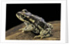 Rhinella spinulosa (warty toad) by Anonymous